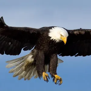 Eagles Land Edimburgo